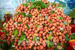 EU gia tăng kiểm soát và cảnh báo một số thực phẩm nhiễm chất cấm