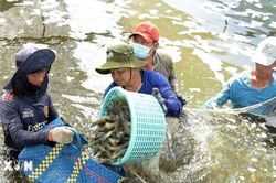 EU siết kiểm soát an toàn thực phẩm, doanh nghiệp Việt cần lưu ý gì?