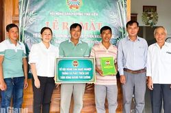 Nông dân phường Tịnh Biên liên kết trồng hơn 34ha tầm vông