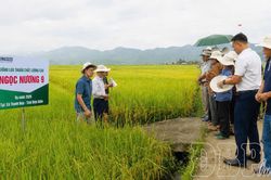 Thanh Nưa phát triển thế mạnh để nâng cao thu nhập