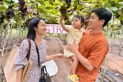 Từ vườn nho hữu cơ đến điểm hẹn du lịch nông nghiệp