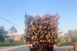 Tạm dừng hoạt động vận chuyển gỗ rừng trồng trên các tuyến đường lên cao nguyên La Vuông