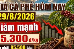Giá cà phê hôm nay 29/8 giảm thêm 1.000 đồng/kg, Robusta tiếp tục đi xuống
