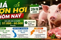 Giá lợn hơi hôm nay 29/8: 34 địa phương cùng giữ giá