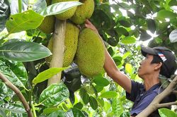 Nông sản Lâm Đồng: Ðược gỡ 2 'nút thắt' trong xuất khẩu