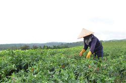 Nghị quyết 36: Tạo động lực phát triển nông nghiệp bền vững
