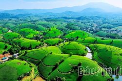 Chè Phú Thọ chinh phục những thị trường khó tính