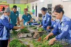 Phùng Nguyên phát triển sản xuất gắn với trách nhiệm bảo vệ môi trường