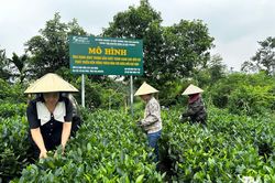 Kiến tạo giá trị mới cho chè Thái