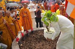 Hà Nội: Chùa Vạn Phúc tổ chức trồng cây bồ đề được chiết từ Đại bồ đề - quốc bảo của Sri Lanka