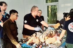 Cận cảnh chăm s&oacute;c kh&aacute;m sức khỏe 7 c&aacute; thể hổ được cứu hộ tại Vườn quốc gia Phong Nha - Kẻ B&agrave;ng