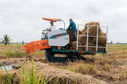 Phân bón Cà Mau mở đầu chuỗi hoạt động canh tác lúa bền vững tại Đồng Tháp