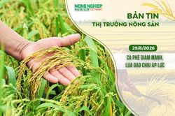 Thị trường nông sản 29/8/2026: Cà phê giảm mạnh, lúa gạo chịu áp lực