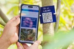 Lâm Đồng có thêm 13 mã số vùng trồng sầu riêng xuất khẩu sang Trung Quốc