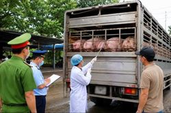 TP.HCM tăng cường kiểm tra dịch bệnh động vật v&agrave; chất cấm trong chăn nu&ocirc;i