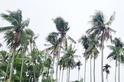 Chồng sát hại vợ rồi trèo lên ngọn dừa lẩn trốn