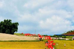 Rực rỡ 'Đường cờ Tổ quốc' nơi biên cương Pà Vầy Sủ