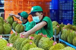 [VIDEO] Trung Quốc cấp phép hơn 400 vùng trồng sầu riêng cho Việt Nam