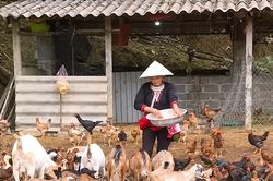 Giảm nghèo bền vững, tạo động lực phát triển vùng dân tộc thiểu số Phú Thọ