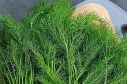 5 công dụng bất ngờ của thì là, người béo phì chớ bỏ qua