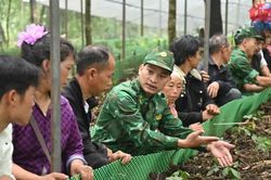 Đưa cây sâm Lai Châu lên núi đánh thức vùng đất biên thùy
