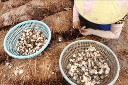 Rơm rạ 'hồi sinh', giúp nông dân Cần Thơ làm giàu