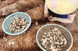 Từ phế phẩm bỏ đi đến ngành nông nghiệp xanh