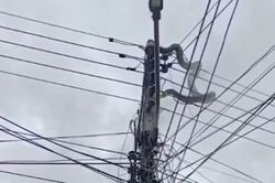 Nhìn lên cột điện, người dân bắt gặp cảnh tượng đáng sợ