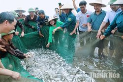 Chạm nhịp sống làng chài ven biển Hải Tiến