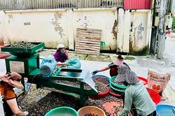 Mắc ca gọi mùa trên những triền đồi