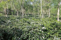 Sức sống vùng cà phê Mường Ảng