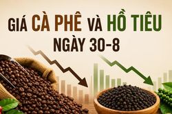 Ngày 30-8: Cà phê tiếp tục giảm, hồ tiêu mất 1.000-1.500 đồng/kg