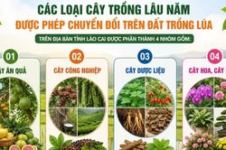 Danh mục cây trồng lâu năm được phép chuyển đổi trên đất trồng lúa trên địa bàn tỉnh Lào Cai