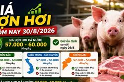 Giá lợn hơi hôm nay 30/8: Miền Bắc giảm nhẹ, cao nhất 60.000 đồng/kg
