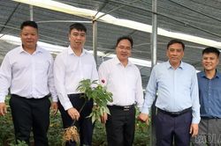 Phó Bí thư Thường trực Tỉnh ủy Hoàng Giang tham dự các hoạt động "Lễ hội mùa vàng", thăm mô hình sâm Ngọc Linh tại Mù Cang Chải