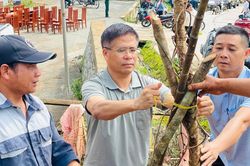 Gieo sắc hoa Mai anh đào ở Đưng K'nớ