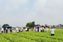 Đảm bảo an toàn dịch bệnh trên đồng ruộng
