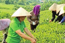 Đổi thay ở vùng quê cách mạng Phú Thịnh