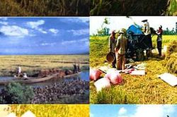 Góc nhìn văn hoá: Nông nghiệp Việt Nam - Hành trình vươn ra thế giới