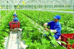 Hà Nội phấn đấu đi đầu về nông nghiệp công nghệ cao