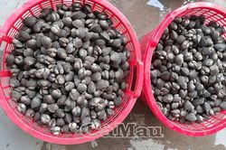 Sò huyết – 'của để dành' trong vuông tôm