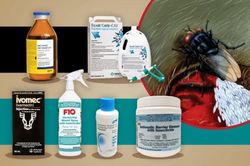 FDA cho phép sử dụng ivermectin để phòng ruồi giòi ở gia súc