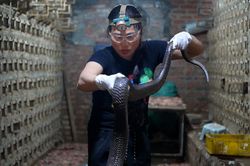 'Nữ hoàng bò sát' nuôi rắn từ 15 tuổi, xem như thú cưng trong nhà