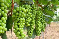 Hướng tới chuỗi giá trị nông sản hiện đại, bền vững