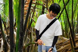 Mật ngọt từ cây dừa nước ven biển