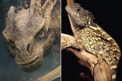 Loài 'rồng' mới được đặt theo tên Syrax trong phim House of Dragon