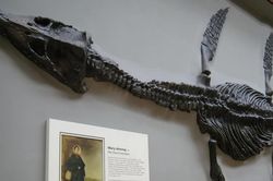 Mary Anning: Cô gái nghèo đã hồi sinh loạt 'quái vật biển' 200 triệu năm tuổi