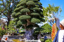 Cây duối cổ trăm tuổi khoe dáng ở phố biển Gia Lai