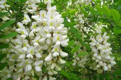 Loài hoa quen thuộc, dễ tìm, là dược liệu quý cho người cao huyết áp