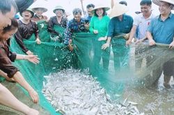 Đến biển Hải Tiến 'chạm nhịp sống làng chài'
